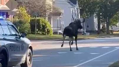Police escort moose chase moose out of downtown Keene