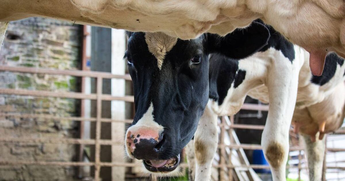 Genetic gain in dairy cows has increased rapidly in recent years, report shows
