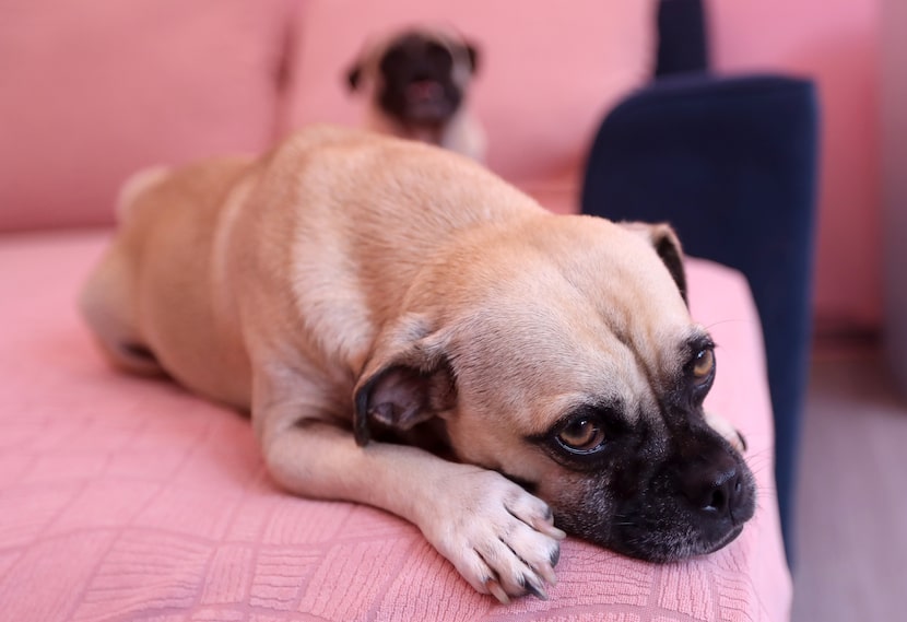 CuppaPug: Where pugs and people play.