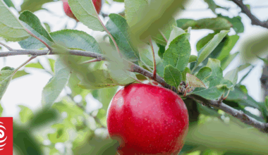 Regional jobs no easy fix for Jobseeker benefit squeeze