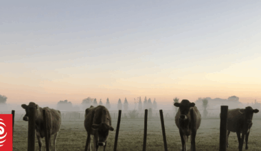 AgResearch reiterates halt to GE animal trials, amid fresh scrutiny