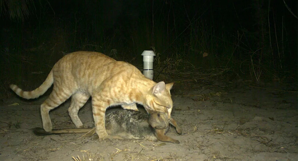 A cat with a fresh kill in its mouth. 