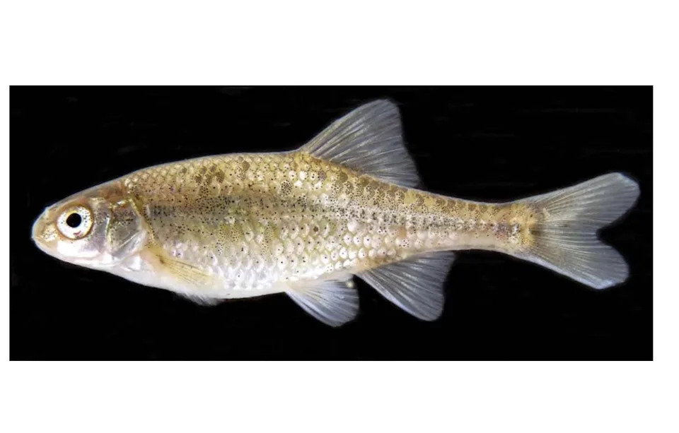The Umpqua chub, seen here, has been proposed for protection under the federal Endangered Species Act.