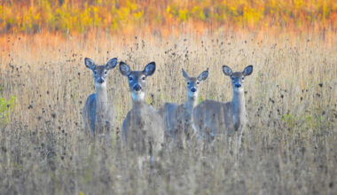 Four deer in a field during autumn