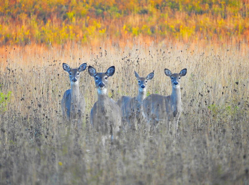Four deer in a field during autumn