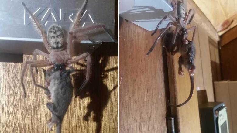Stuff of nightmares' photos show reported huntsman spider eating pygmy  possum in Tasmania, Australia - ABC7 San Francisco