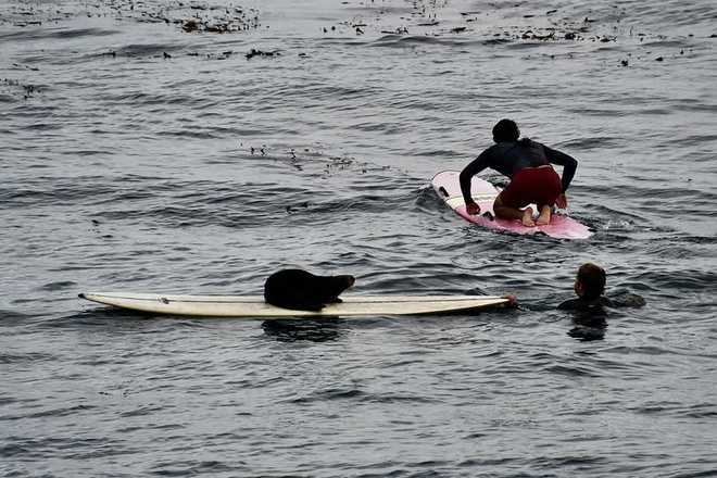 Sea otter stealing surfboard on Oct. 15, 2025.  sea otter stealing surfboard on oct. 15, 2025.