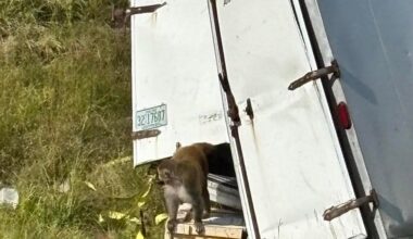Monkeys escape after truck overturns on Mississippi highway, 1 still missing