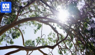 Fresh doubts over WA Labor election commitments to boost Perth’s tree canopy