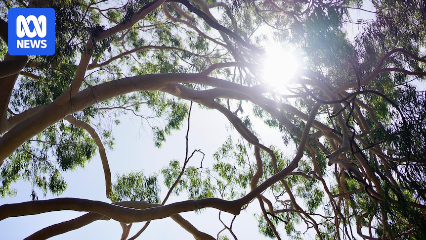 Fresh doubts over WA Labor election commitments to boost Perth’s tree canopy