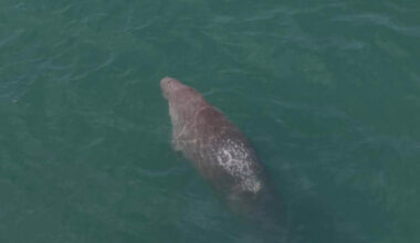 Bangkok Post - Dugong decline spurs seagrass efforts