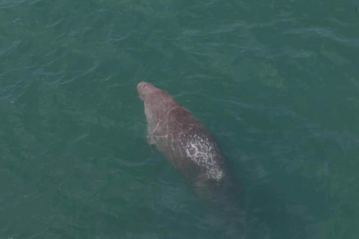 Bangkok Post - Dugong decline spurs seagrass efforts