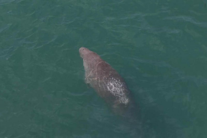 A dugong is spotted during a drone survey by academic and planning officers of Hat Noppharat Thara-Mu Ko Phi Phi National Park in the Ao Nam Mao area. (Photo: Hat Noppharat Thara – Mu Ko Phi Phi National Park)