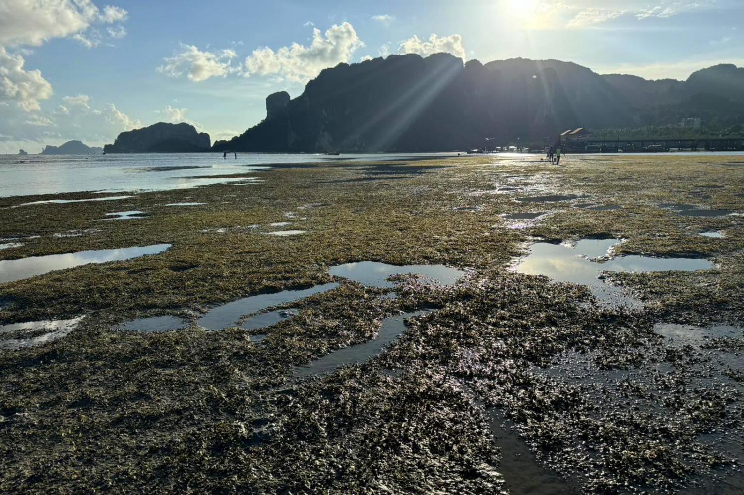 A rich bed of seagrass at Hat Noppharat Thara-Mu Ko Phi Phi National Park where park officials recently found traces of dugongs feeding in the area.