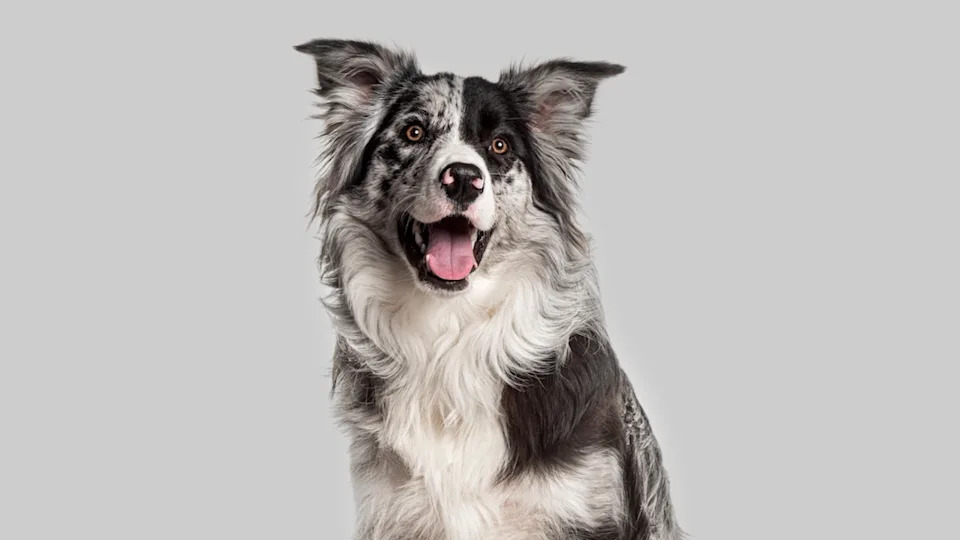 Merle Border CollieImage via Shutterstock&sol;Eric Isselee