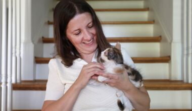 How a kitten gained a legal team and a new home