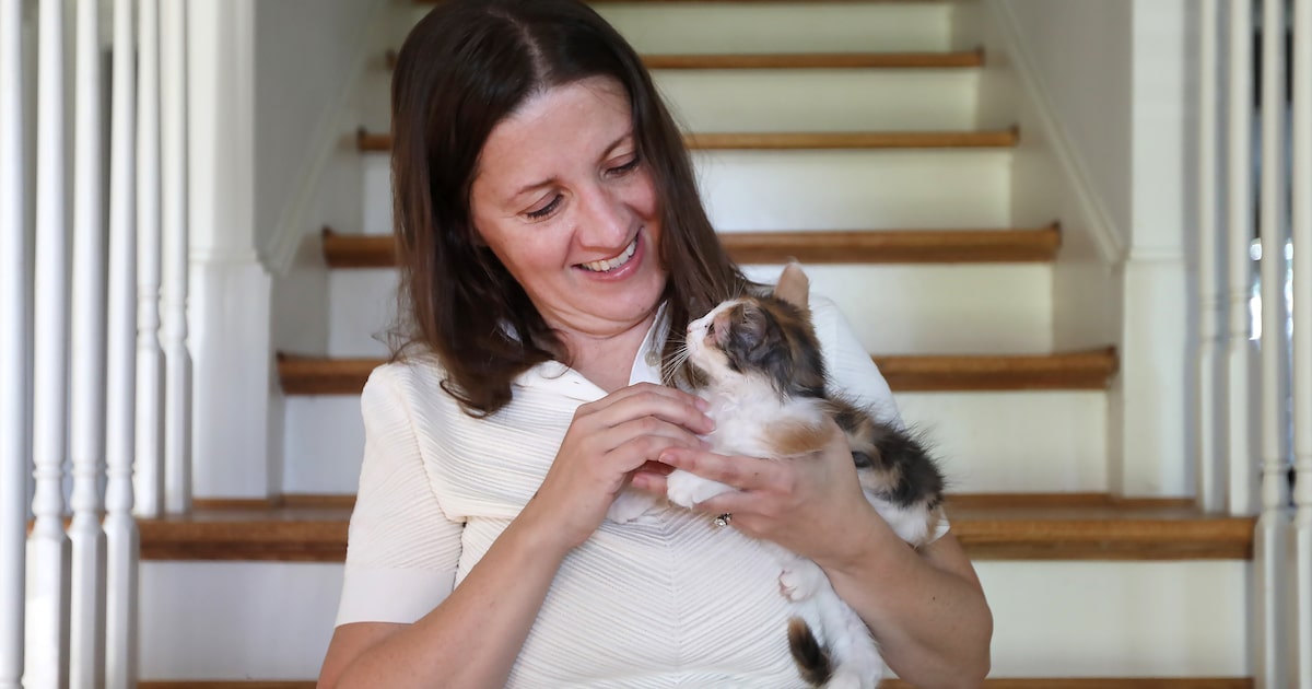 How a kitten gained a legal team and a new home