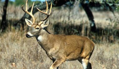 Drivers should look out for deer amid mating season, officials say | Pennsylvania News