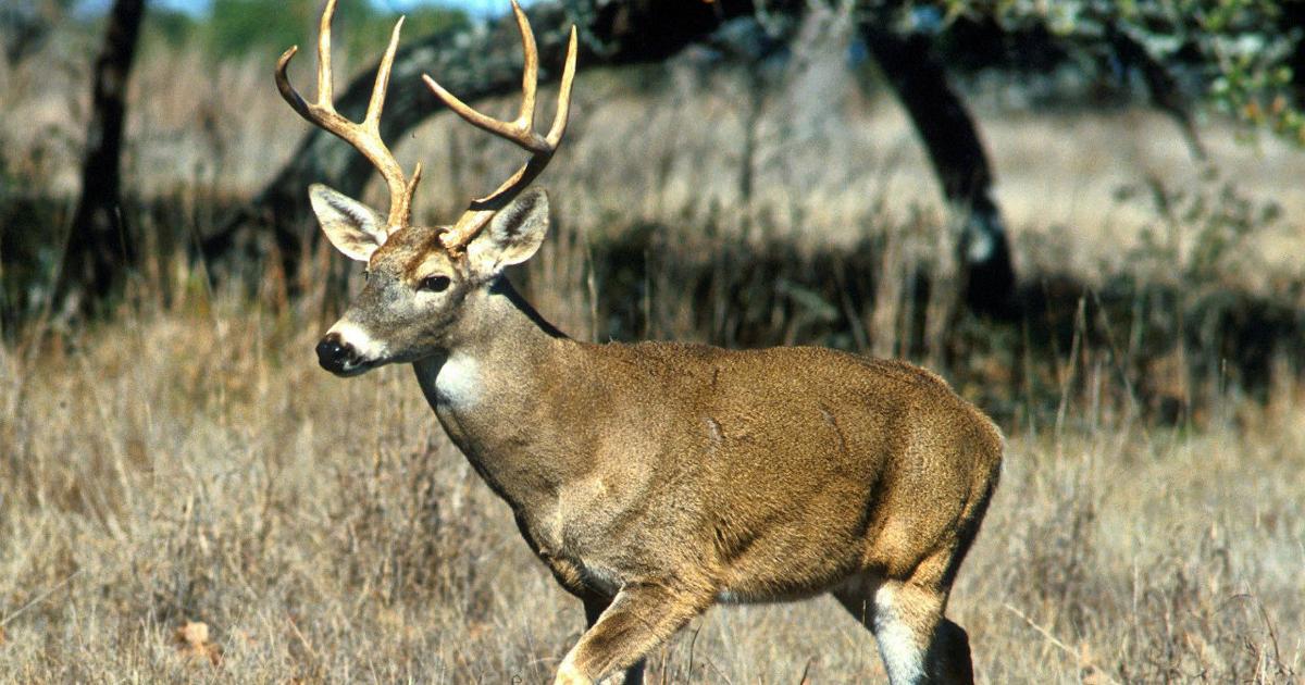 Drivers should look out for deer amid mating season, officials say | Pennsylvania News
