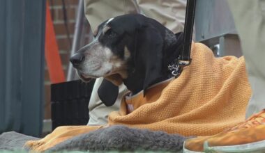 Smokey X, a beloved University of Tennessee mascot, diagnosed with cancer