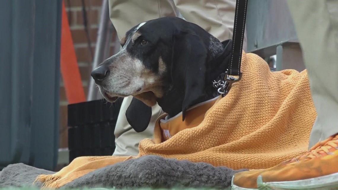 Smokey X, a beloved University of Tennessee mascot, diagnosed with cancer