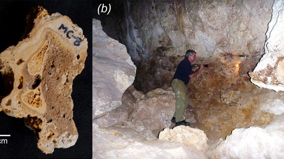 Mineral deposits coat a fossil bone (left) from an excavation site in Mammoth Cave. The late Lindsay Hatcher (right), a study coauthor, indicates where the sample was obtained. - Jon Woodhead