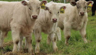 Pamu and LIC to launch Synergizer