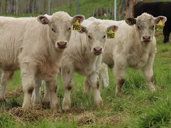 Pamu and LIC to launch Synergizer