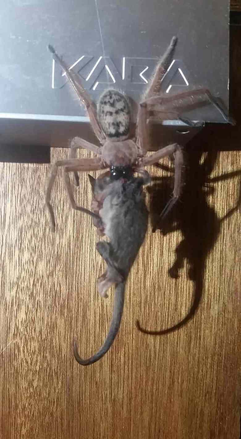 Huntsman Spider Eats Possum in Front of a Horrified Ski Lodge Guest