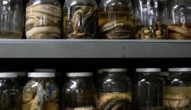 UTA Herpetology Club presents Night at the Museum community tour | Campus