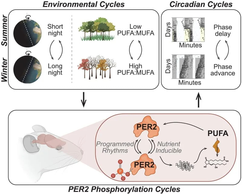 Clock integration of seasonal nutrient cues. Rhythmic accumulation and phosphorylation of PER2 by the clock maintains fidelity between the phase of the circadian oscillator and the light/dark cycle. (CREDIT: Science)