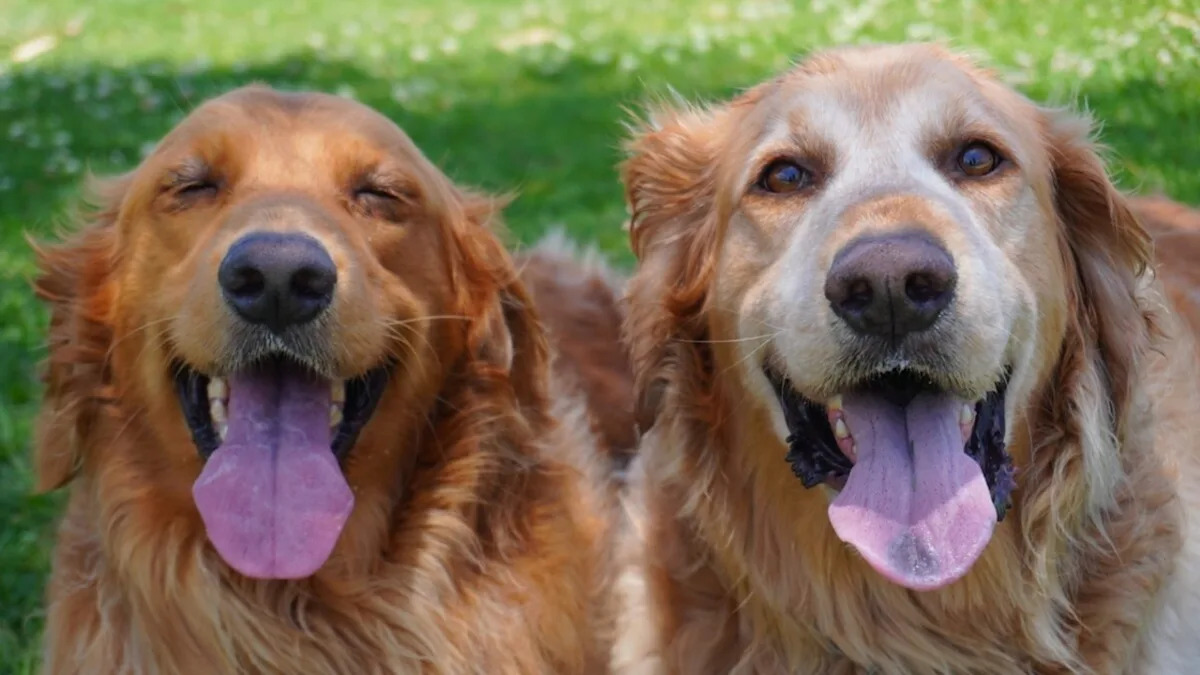 Yahoo lifestyle home