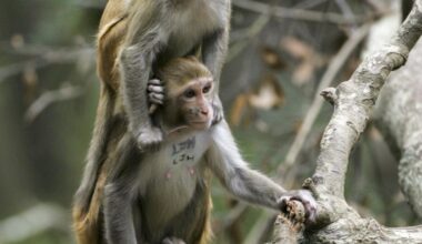 SC’s Monkey Island eyed as primate retirement home