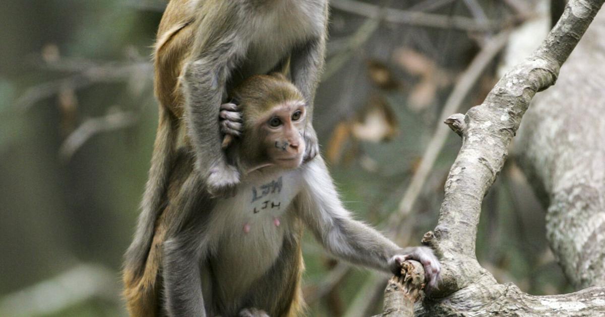 SC’s Monkey Island eyed as primate retirement home