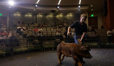 Photos: Youth auction livestock at State Fair of Texas | Gallery