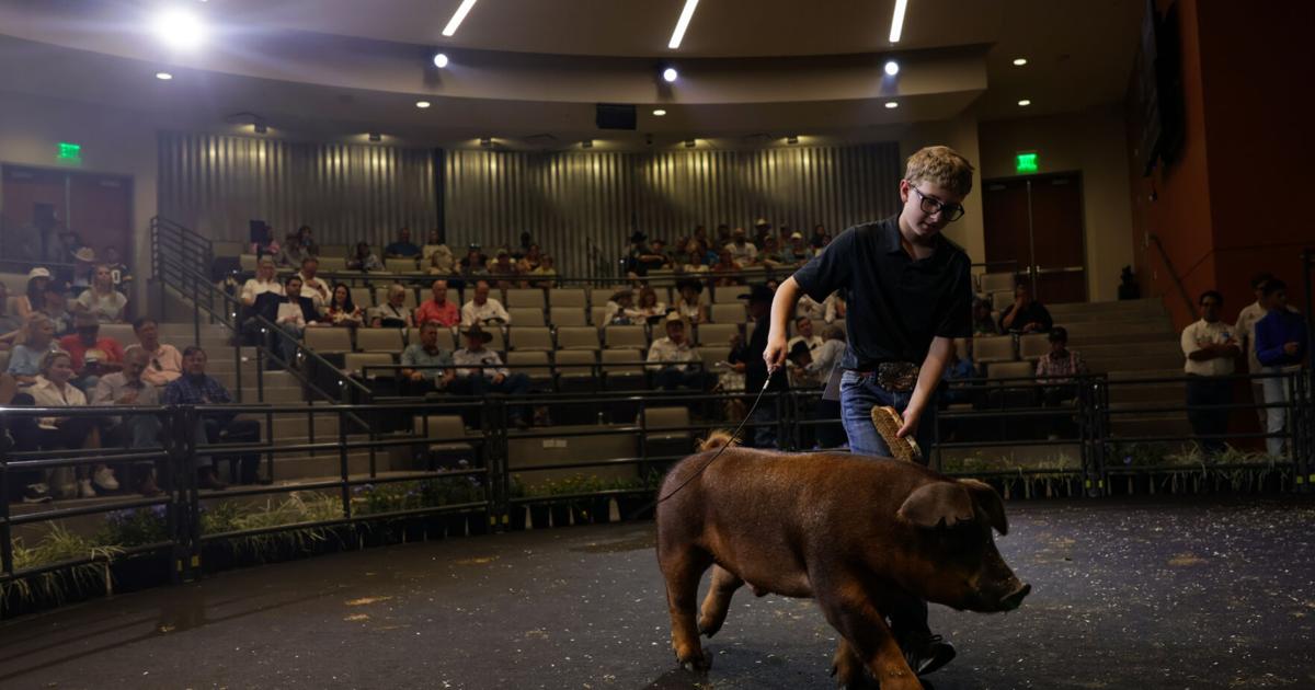 Photos: Youth auction livestock at State Fair of Texas | Gallery