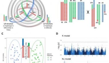 Overcoming chromosomal roadblocks in banana breeding