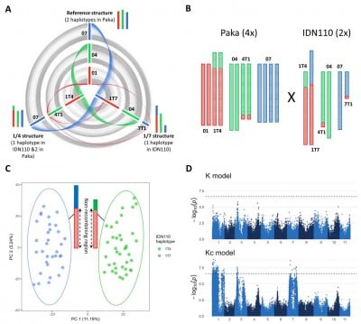 Overcoming chromosomal roadblocks in banana breeding