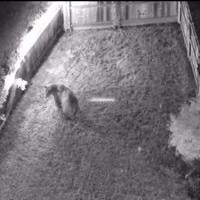 Chico police use drones to safely relocate bear from porch | News