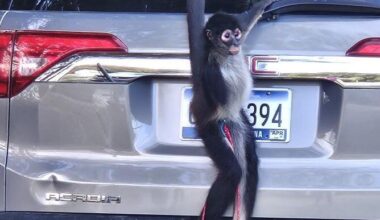 Escaped South Carolina monkey caught with hot cup of coffee