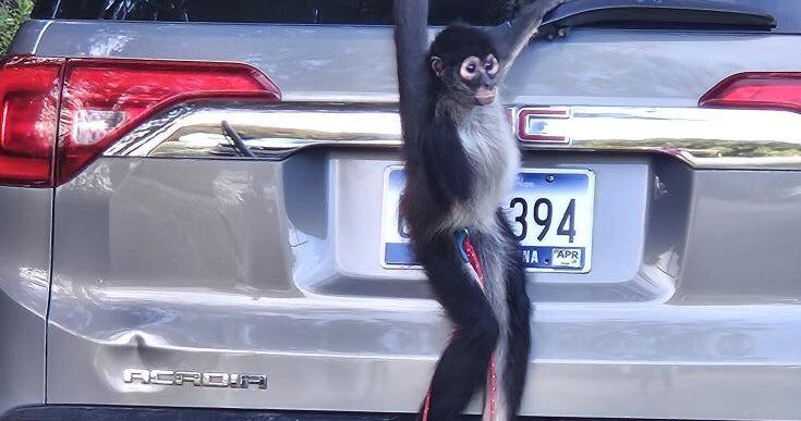 Escaped South Carolina monkey caught with hot cup of coffee