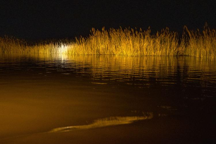 GatorHunting-3.jpg
