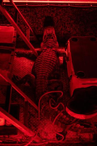 GatorHunting-8.jpg