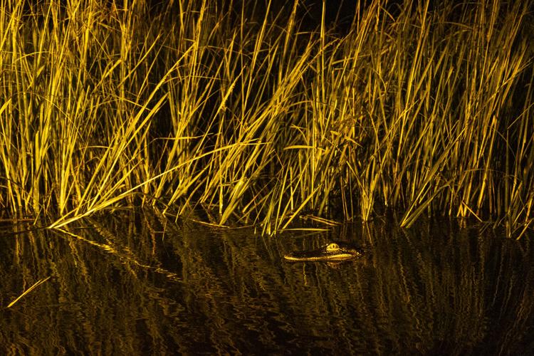 GatorHunting-9.jpg