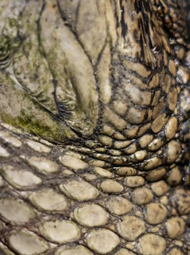 GatorHunting-15.jpg