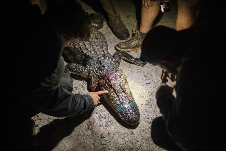 GatorHunting-16.jpg
