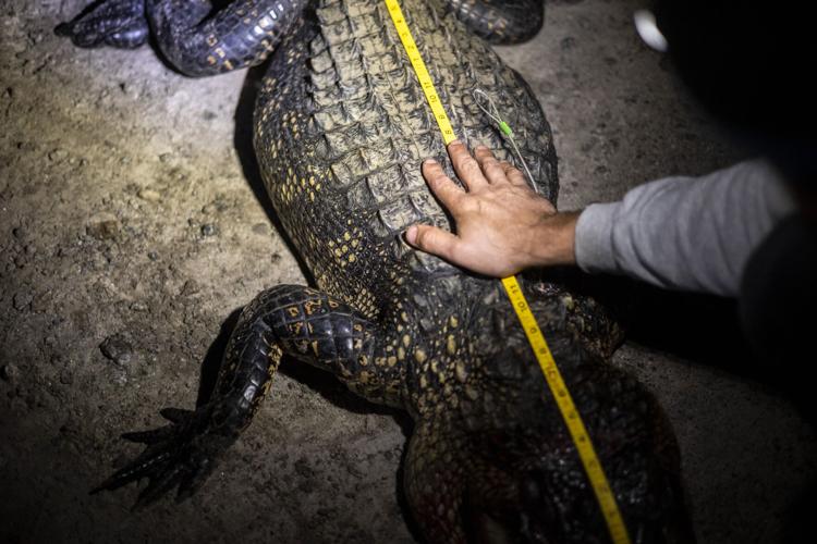 GatorHunting-21.jpg