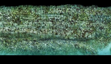 Charleston professor created image of a secret coral reef