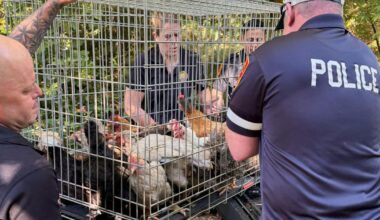 Dozens of ailing animals found in New York home where elderly woman was 'trapped' by debris | News