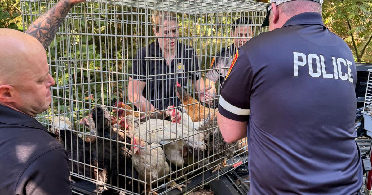 Dozens of ailing animals found in New York home where elderly woman was 'trapped' by debris | News